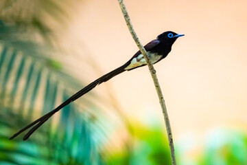 The Japanese Paradise-flycatcher on a branch