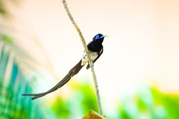The Japanese Paradise-flycatcher on a branch