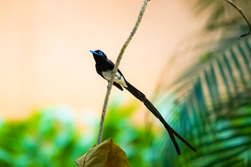 The Japanese Paradise-flycatcher on a branch