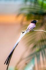 Obraz premium The Japanese Paradise-flycatcher on a branch