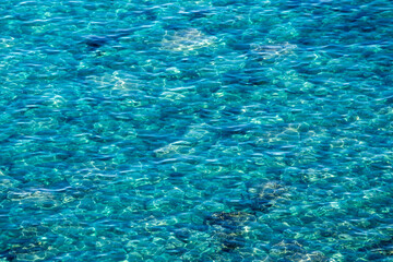 Mysterious and vivid Shakotan blue