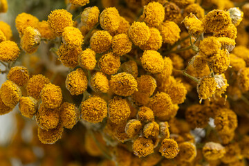 Dried tansy flowers macro close-up in natural light