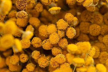 Dried tansy flowers macro close-up in natural light