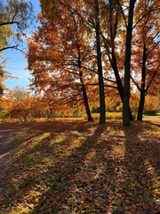 golden fall in the park, orange leaves on the trees in the park