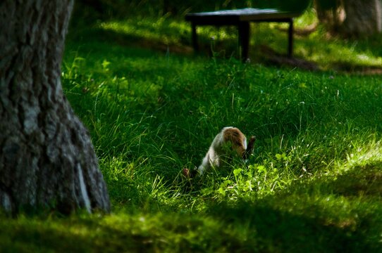 Cat foraging in sunlit grass under park shade