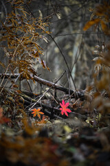 Red autumn leaves in dark forest background