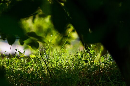 Sunlit woodland grass framed by soft leaf bokeh