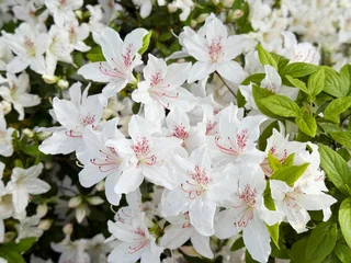 Fotobehang Azalea White rhododendron azalea spring flowers   © OLENA