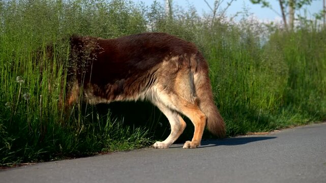 Senior wolfdog attracted by smells at the roadside. Slow motion 4K
