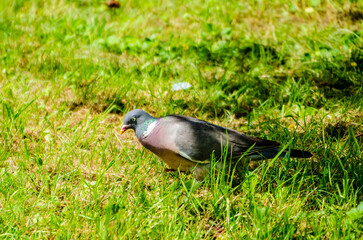 Wood pigeon walking through fresh green grass in sunny natural meadow. Wild pigeon foraging in bright grass, peaceful wildlife scene in meadow, nature behavior, spring mood, bird watching and ecology 
