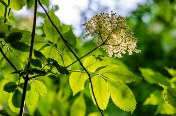 Sunlit elderflower blossoms glowing through fresh green forest leaves in spring. Delicate elderflower cluster lit by warm sunlight, calm woodland mood, nature growth, spring freshness, eco concept 