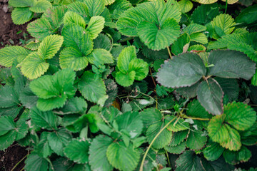 Strawberry leaves. Bushes with antennae, top view. Berry cultivation. A green garden.