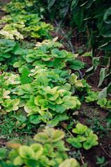 Strawberry leaves. Bushes with antennae, top view. Berry cultivation. A green garden.