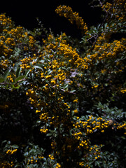 Yellow rowan branches on a tree at night, common rowan, trees at night in summer. High quality