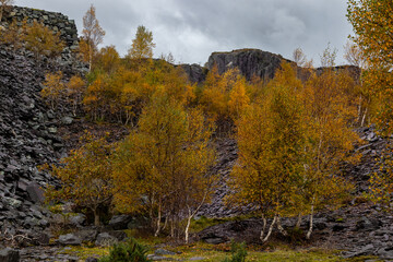 Obraz premium Golden silver birch trees growing among dark slate spoil heaps under a moody sky at Glynrhonwy Quarry, showing the contrast between natural regeneration and industrial remains