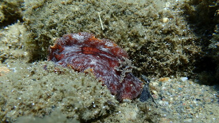Redbrown leathery doris or redbrown nudibranch (Platydoris argo) undersea, Aegean Sea, Greece, Halkidikii, Pirgos beach
