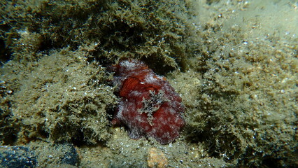 Redbrown leathery doris or redbrown nudibranch (Platydoris argo) undersea, Aegean Sea, Greece, Halkidikii, Pirgos beach
