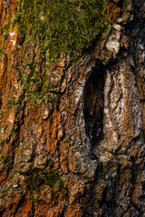 Close texture of bark and green moss shining under amber sunset light.