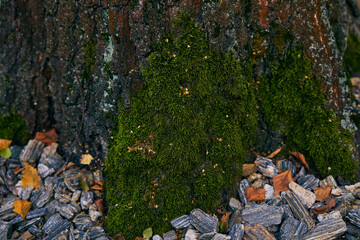 Close view of forest bark, green moss and granite pebbles illuminated by soft evening light. The structure of oak bark.