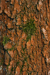 Golden hour stillness — tree bark and green moss full of life and detail.