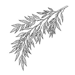 A twig with graceful, thin leaves. Vector illustration. Willow or eucalyptus branches isolated on a white background. Botanical illustration. Design element for cards and invitations, textile printing