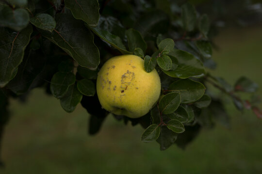 quince on a tree, closeup 