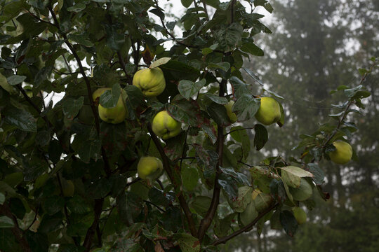 greenish quince on tree