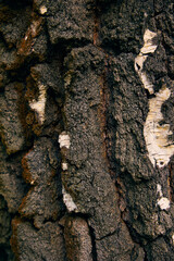 Nature’s pattern — sunlight drawing lines on the bark. The close up structure of oak bark.