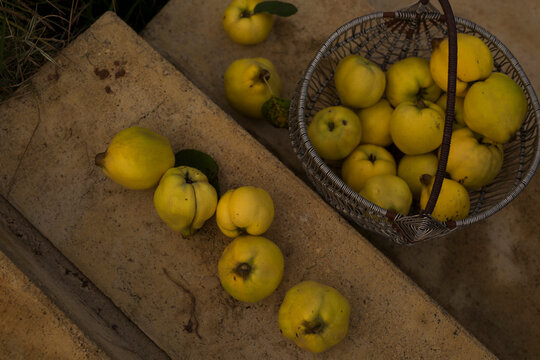 basket of  big quince