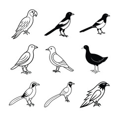 Birds Vector Illustration Set Outline Drawing Avian Wildlife Graphic