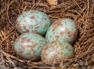 Four blackbird eggs in a nest in North Carolina
