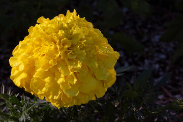 Room for copy on the right of a bright gold marigold flower that is damp after a rain
