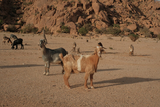 Goats in Arid Rocky Desert Landscape with Mountains