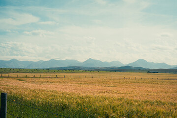 Golden field stretching to distant mountains under a vast, open blue sky.