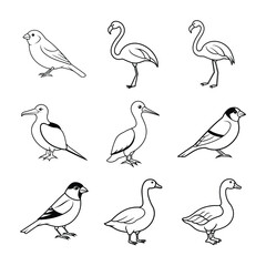 Nine Birds Vector Illustration Collection Outline Drawing Bird Species