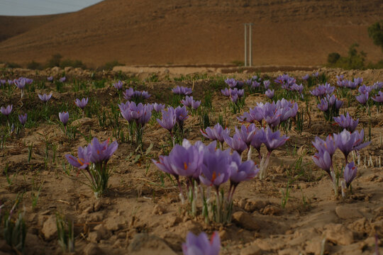 field of crocus sativus, saffron spice 