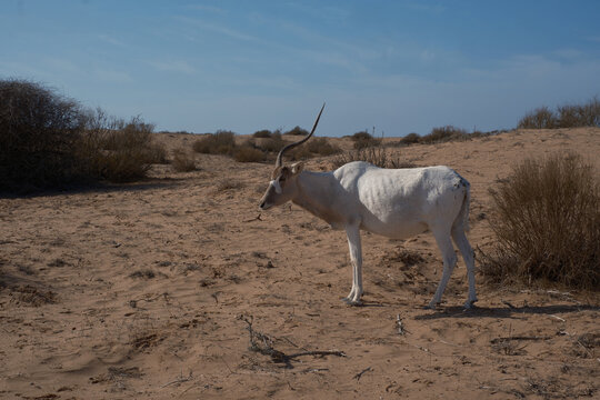 Endangered Addax Antelope Roaming Desert Sands under Clear Blue Sky