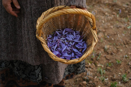 saffron harvest in Morocco