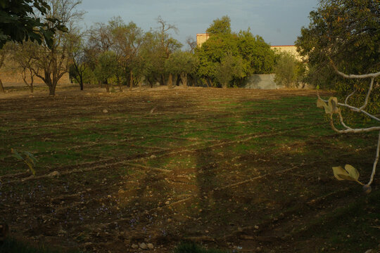 field of saffron growing 