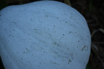 Gourd perfection in the garden, a symbol of autumn harvest and rustic charm, bringing the season's bounty to your creative projects with natural beauty