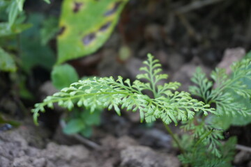 Fresh green fern fronds unfurling create a feeling of rejuvenation and new growth in a natural garden setting perfect for wellness and spring themes