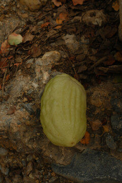 Green Chayote Fruit Lying on Rocky Ground in Natural Environment