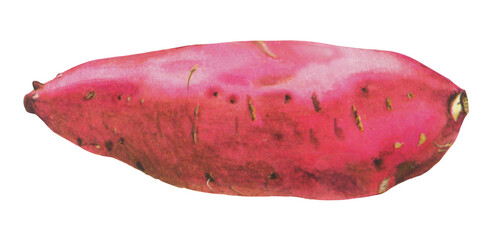 サツマイモのイラスト