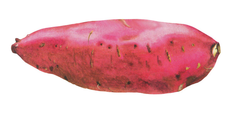 サツマイモのイラスト