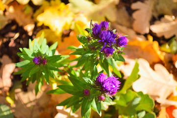 Purple wildflowers blooming among autumn leaves - late season garden flowers