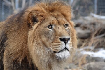 Fototapeta premium Majestic Adult Male Lion in Enclosure - Denver Zoo Exhibit Featuring African Wildlife