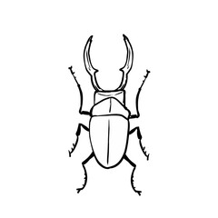 Fototapeta premium Line illustration of a beetle