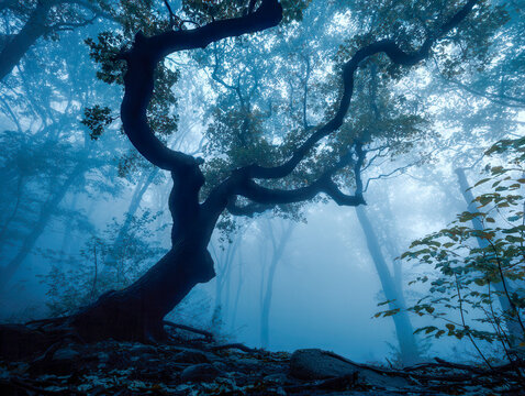 Mystical ancient tree with twisted branches in a foggy forest landscape during early morning with bluish atmospheric light and dense vegetation around