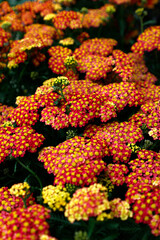 Close up flowers summer flowering herbaceous perennial achillea millefolium milly rock red. © joe