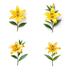 Yellow lily with leaves, isolate on white background. Collection.
